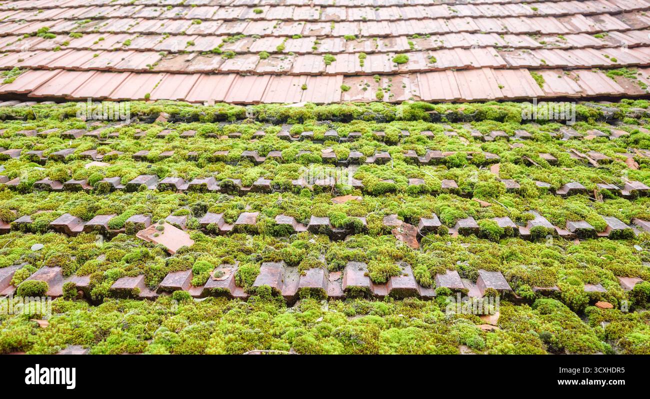 Vecchie tegole in ceramica ricoperte di muschio, focalizzazione selettiva. Foto Stock