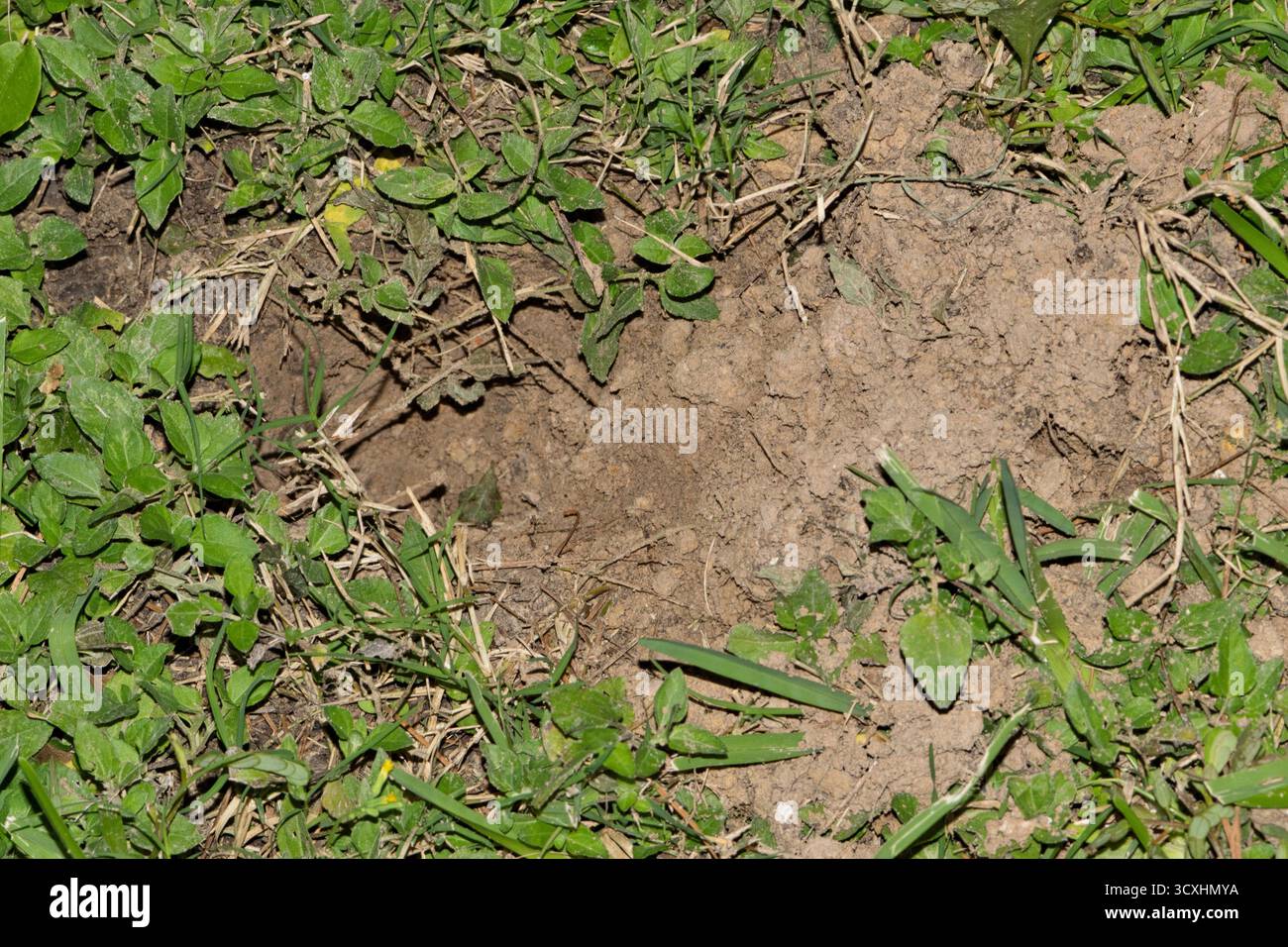 Danni ai fori nell'erba da foraggio di armadillo, cura del prato per il controllo dei parassiti. Foto Stock