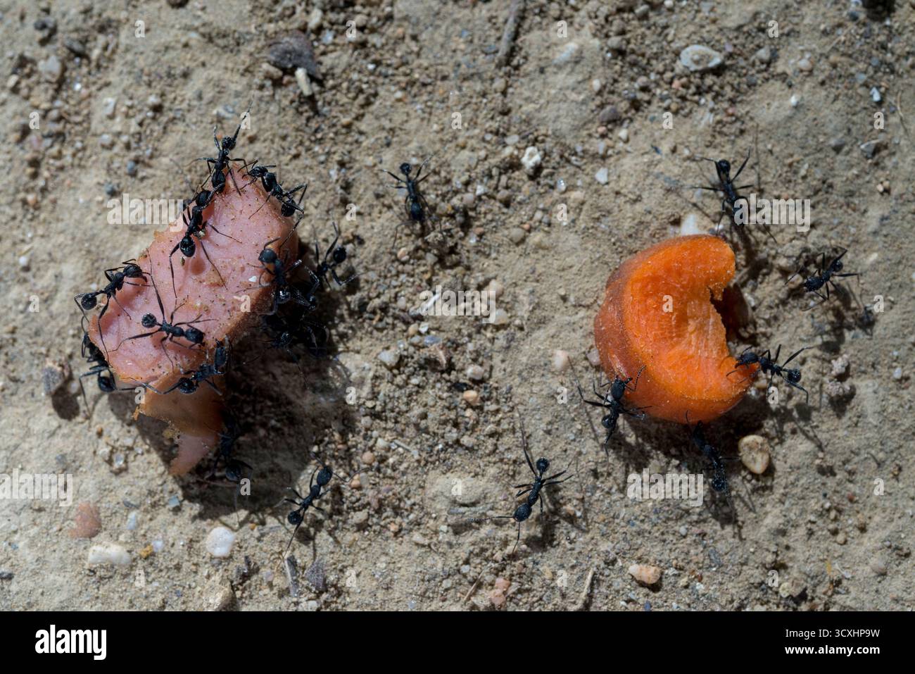 Cibo per formiche nere dove scelgono tra un pezzo di carne e un pezzo di carota posto a terra Foto Stock