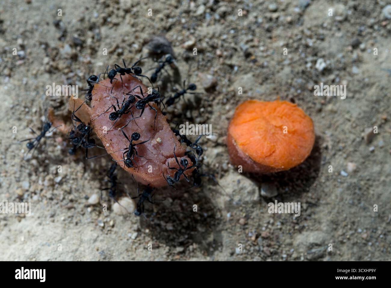 Cibo per formiche nere dove scelgono tra un pezzo di carne e un pezzo di carota posto sul terreno e la maggior parte sceglie la carne. Foto Stock