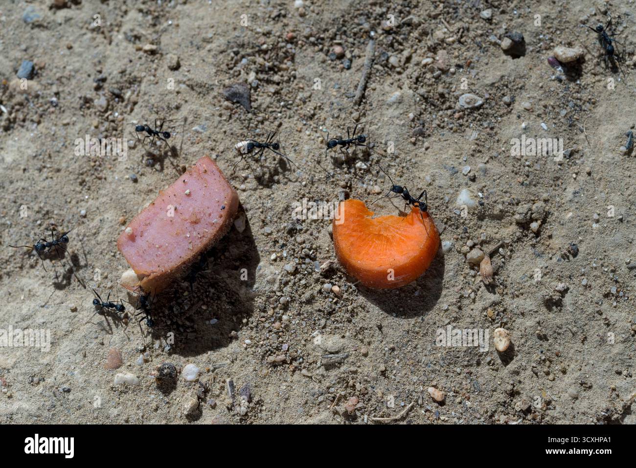 Cibo per formiche nere dove scelgono tra un pezzo di carne e un pezzo di carota posto a terra Foto Stock