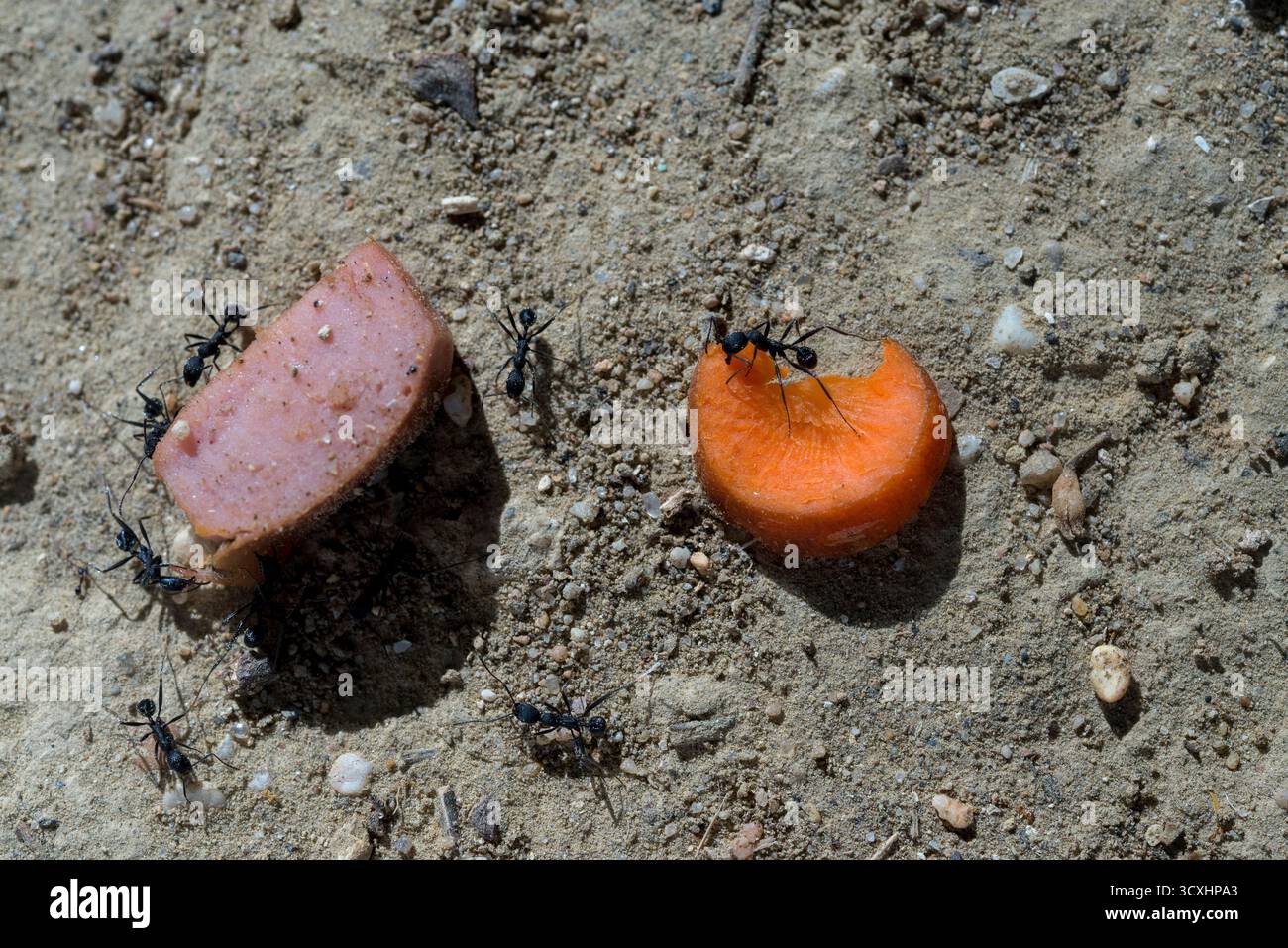 Cibo per formiche nere dove scelgono tra un pezzo di carne e un pezzo di carota posto a terra Foto Stock