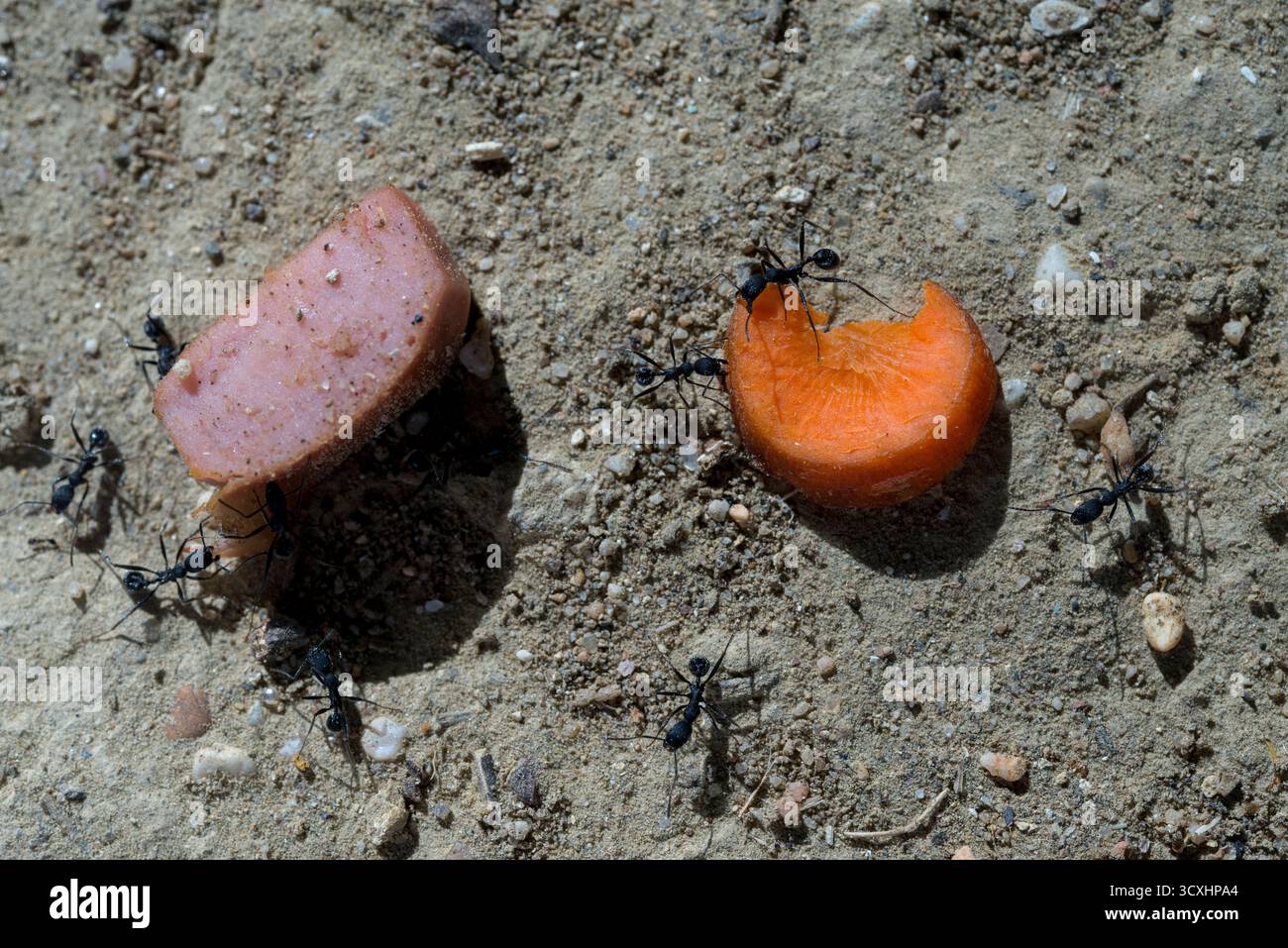 Cibo per formiche nere dove scelgono tra un pezzo di carne e un pezzo di carota posto a terra Foto Stock