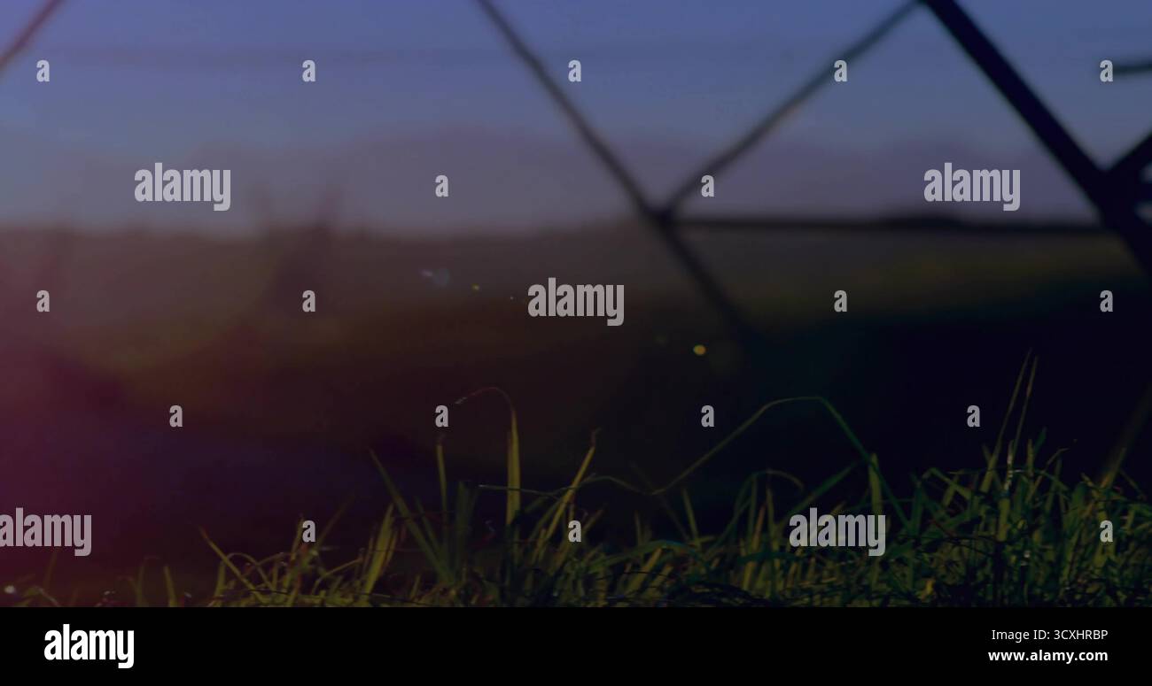 Lame d'erba che si bagnano alla luce del sole nel prato rurale, con barre diagonali in metallo per recinzione Foto Stock