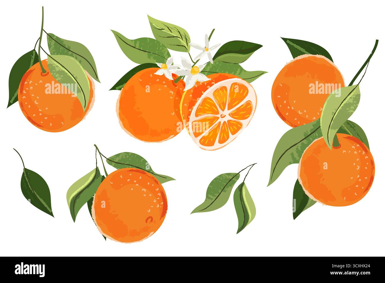 Set di agrumi tropicali arancioni. Illustrazione disegnata a mano con acquerello vettoriale. Raccolta di pompelmo sul ramo. Stampa vintage isolata in citrico eleme Illustrazione Vettoriale