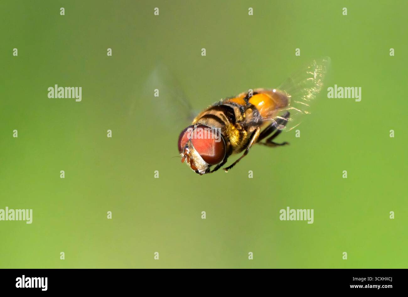 L'hoverfly plushback settentrionale, o la mosca floreale, o la mosca scirofila (Palpada vinetorum) che vola e si libra sullo sfondo di gren, Brazos Bend State Park, ne Foto Stock