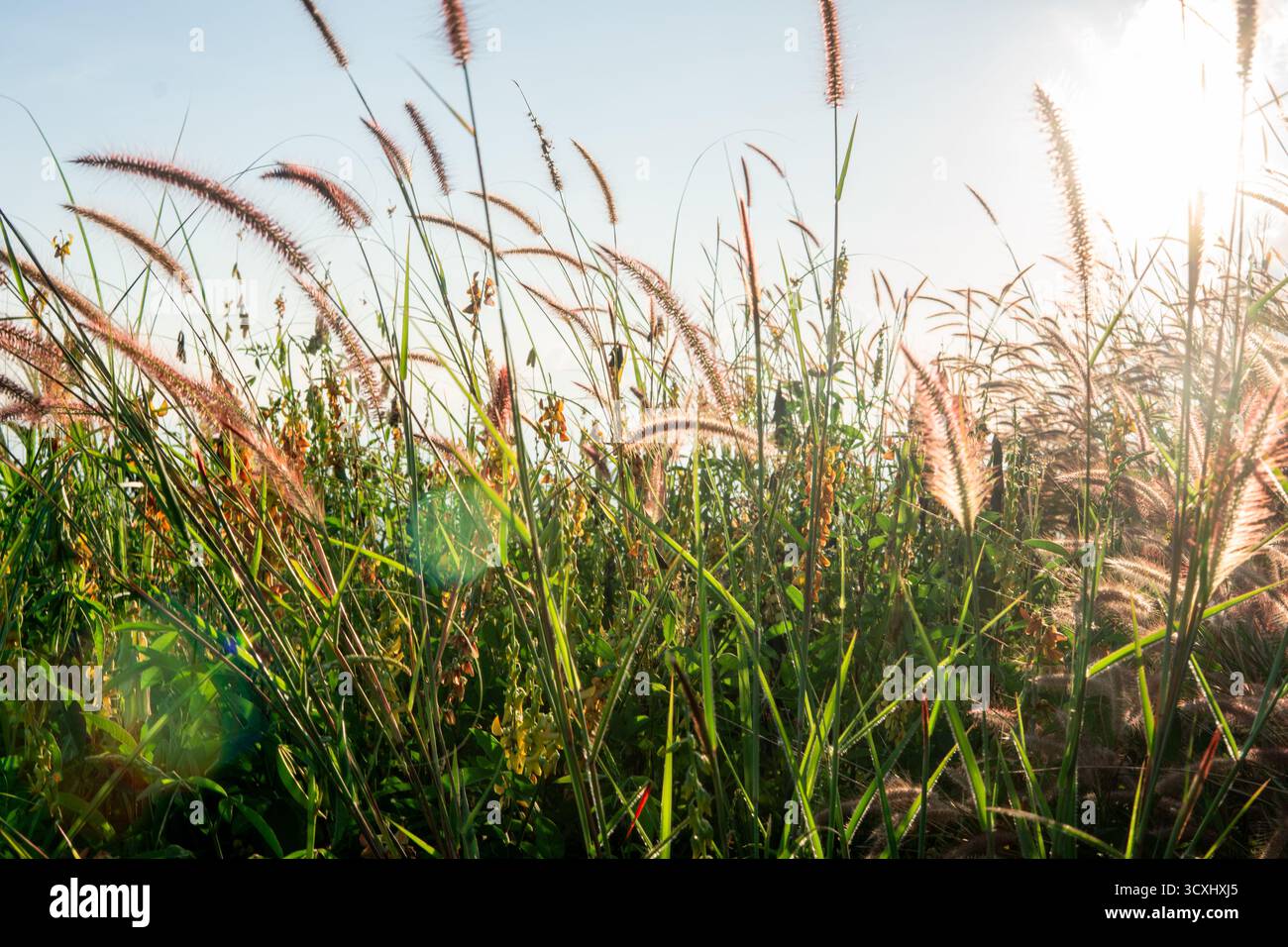 Erba selvaggia e piumata retroilluminata dal sole caldo. La luce dorata illumina le texture delicate e crea un bellissimo bagliore dell'obiettivo Foto Stock