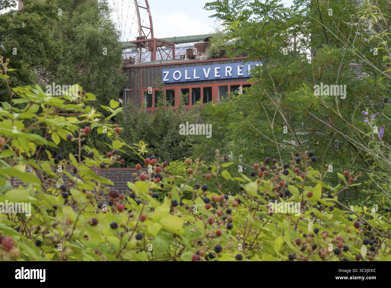 Impianto di cokeria Zollverein, centro visitatori, cespugli di mora in primo piano, sito patrimonio dell'umanità dell'UNESCO, Essen, regione della Ruhr, Renania settentrionale-Vestfalia, GE Foto Stock