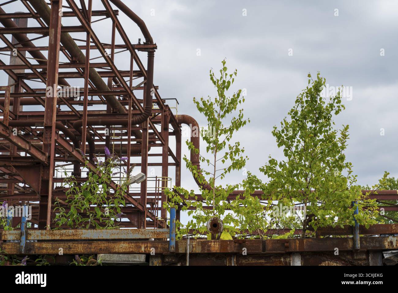Betulle accanto all'impalcatura delle pipe, alla cokeria Zollverein, sito patrimonio dell'umanità dell'UNESCO, Essen, zona della Ruhr, Renania settentrionale-Vestfalia, Germania Foto Stock