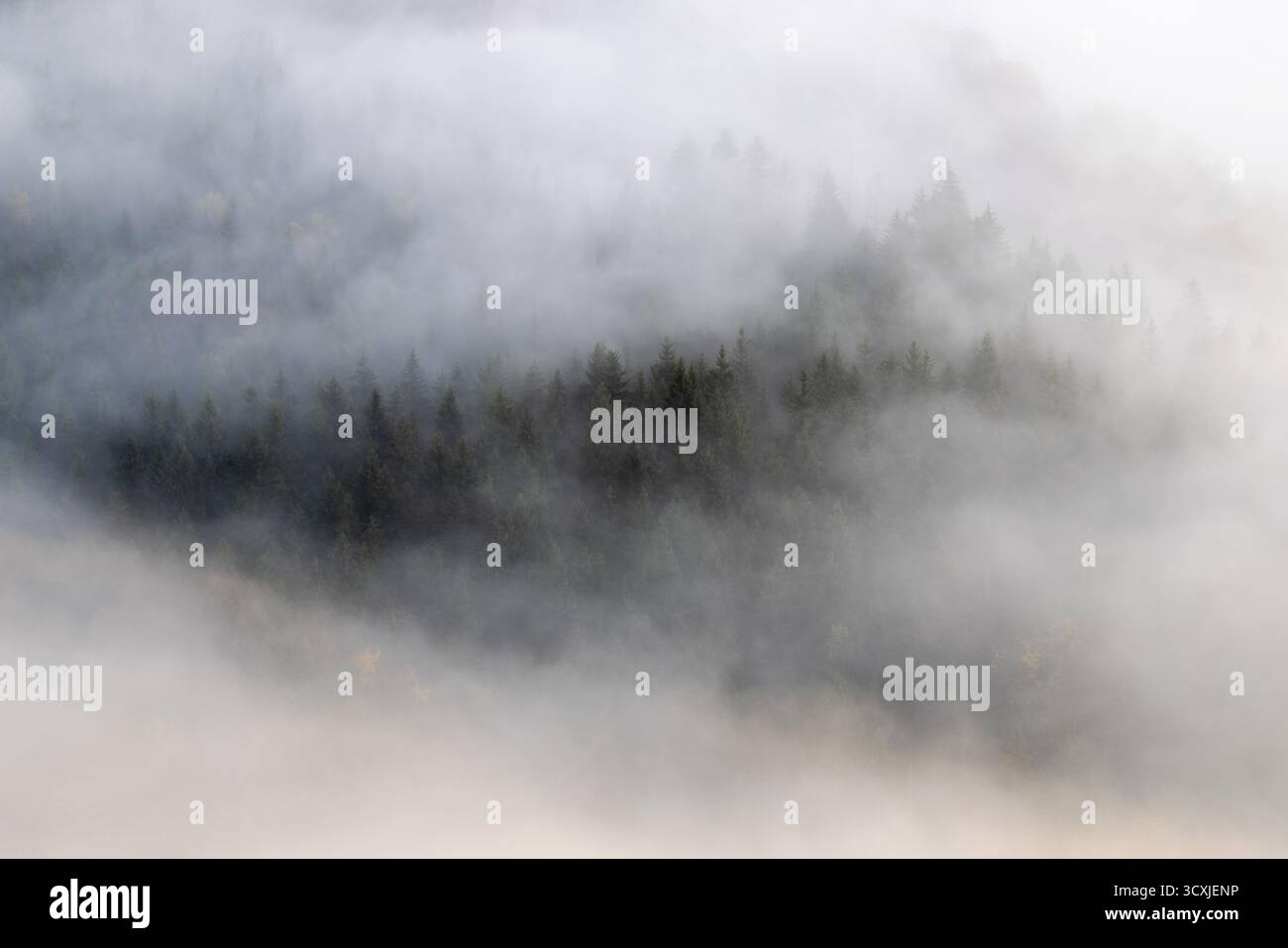 Vista dalla Knopfmacherfels sulla valle del Danubio, la foresta di conifere, la nebbia, l'autunno, Fridingen, parco naturale dell'alto Danubio, Baden-Wuerttemberg, GE Foto Stock