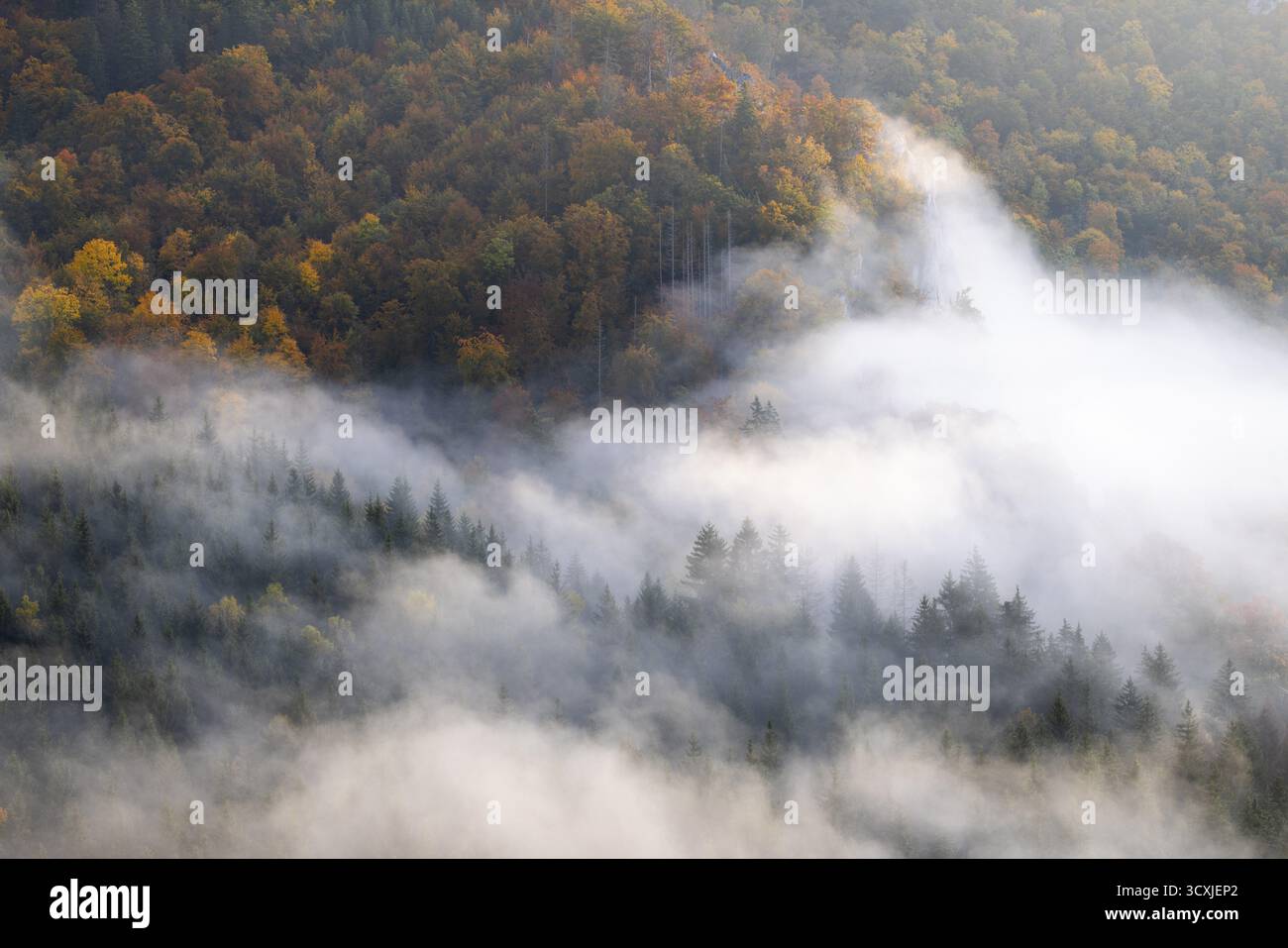 Vista dal Knopfmacherfelsen sulla valle del Danubio, foresta mista, colori autunnali, nebbia, autunno, Fridingen, valle del Danubio, parco naturale dell'alto Danubio Foto Stock