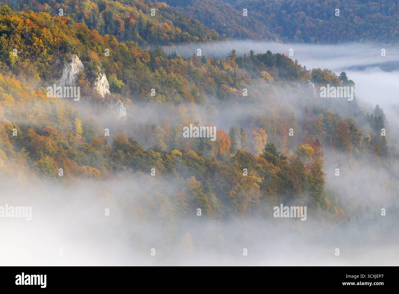 Vista dal Knopfmacherfelsen nella valle del Danubio, roccia calcarea, parete rocciosa, foresta mista, colori autunnali, nebbia, autunno, Fridingen, valle del Danubio Foto Stock
