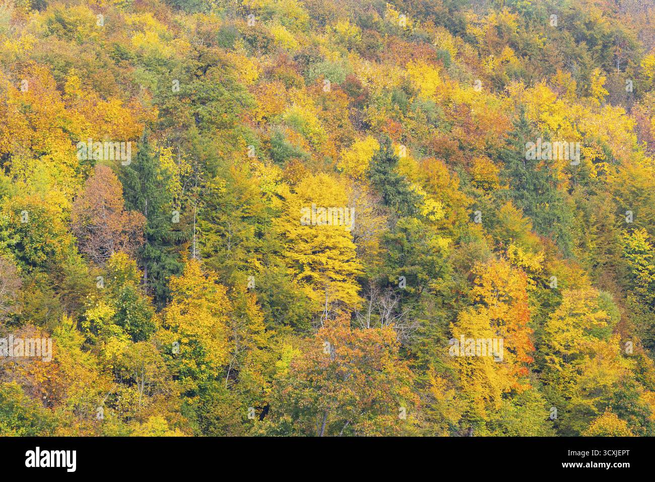 Foresta mista dai colori autunnali, autunno, valle del Danubio, parco naturale dell'alto Danubio, Baden-Wuerttemberg, Germania Foto Stock