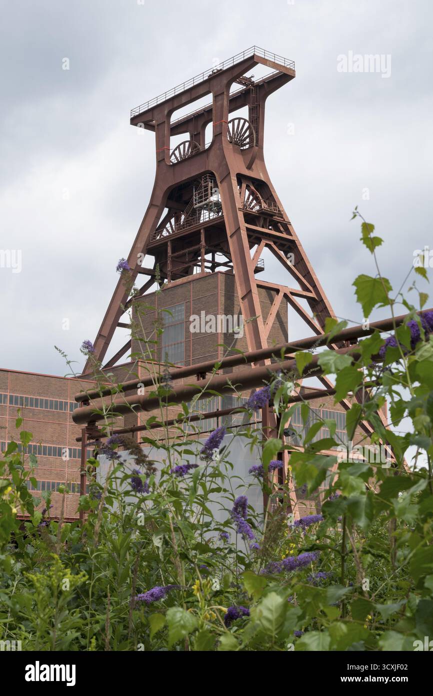 Testata con doppio cavalletto, albero XII, lillani in fiore in primo piano, complesso industriale della miniera di carbone di Zollverein, sito patrimonio dell'umanità dell'UNESCO, Essen, Ru Foto Stock