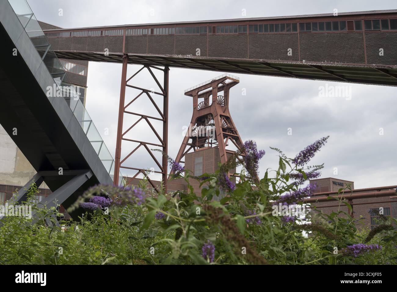 Testata con doppio cavalletto, albero XII, lillani in fiore in primo piano, complesso industriale della miniera di carbone di Zollverein, sito patrimonio dell'umanità dell'UNESCO, Essen, Ru Foto Stock