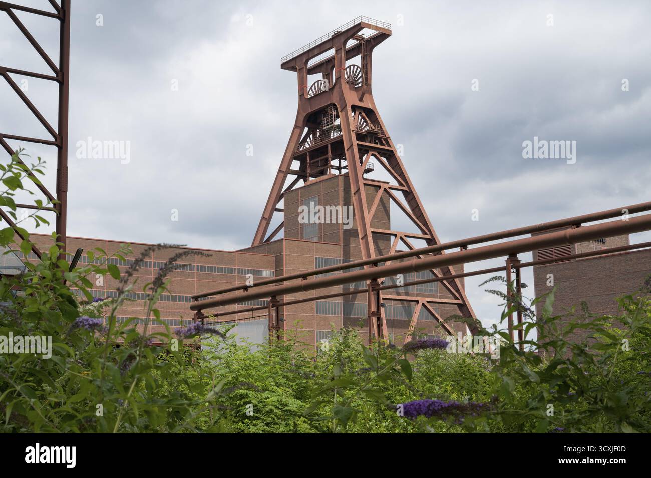 Testata con doppio cavalletto, albero XII, lillani in fiore in primo piano, complesso industriale della miniera di carbone di Zollverein, sito patrimonio dell'umanità dell'UNESCO, Essen, Ru Foto Stock