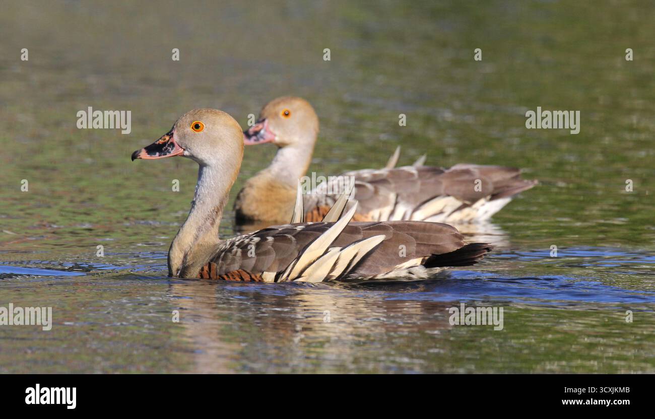 Due anatre fischianti che nuotano in uno stagno d'acqua Foto Stock