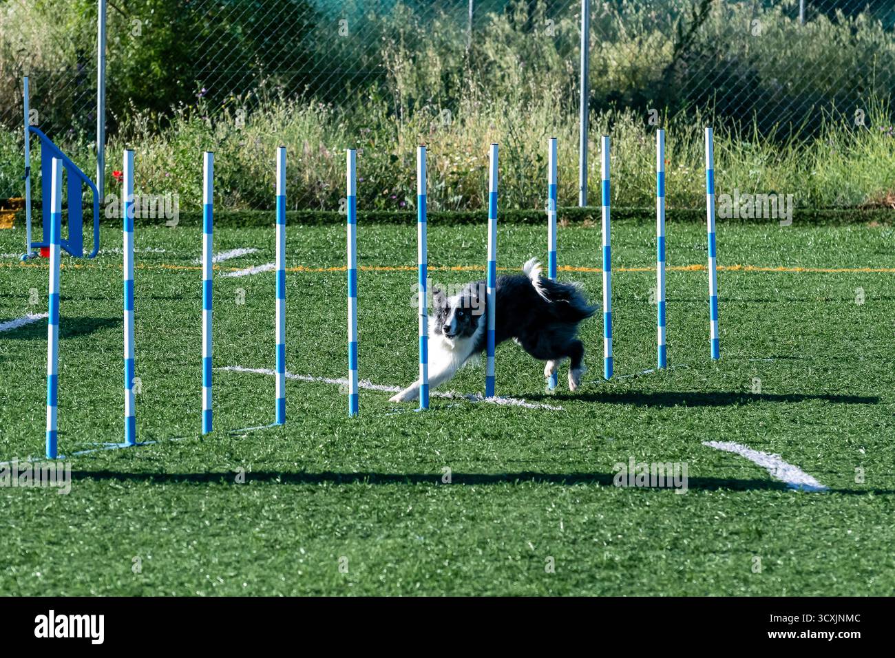 Un cane si intreccia abilmente attraverso una serie di pali su un campo erboso in un parco, mostrando un allenamento di agilità. Foto Stock