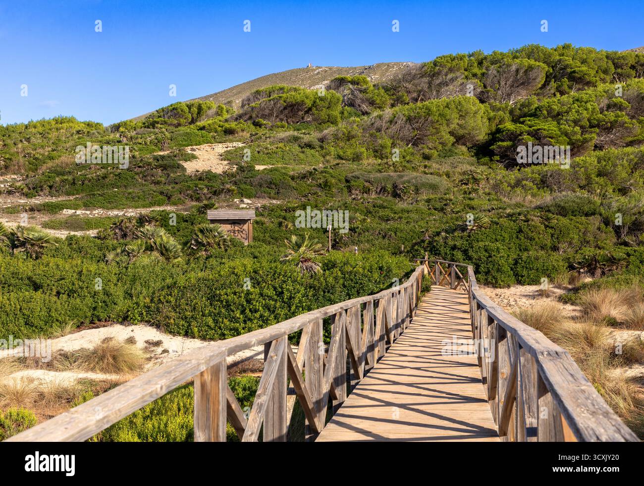 Riserva naturale nelle dune di Cala Mesquida, Isola di Maiorca, Spagna Foto Stock