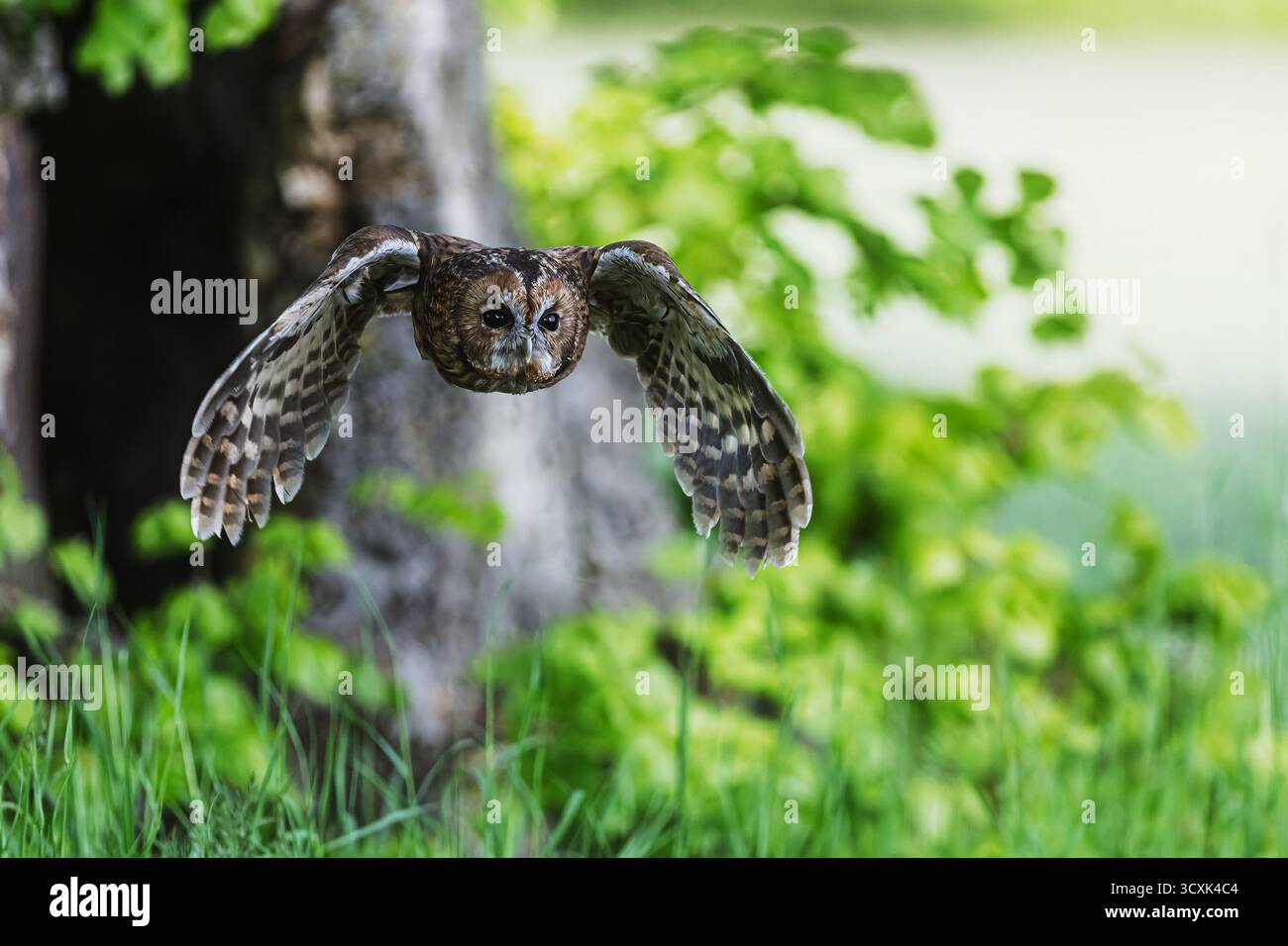 Il gufo tawny (Strix aluco) volò fuori dall'albero Foto Stock