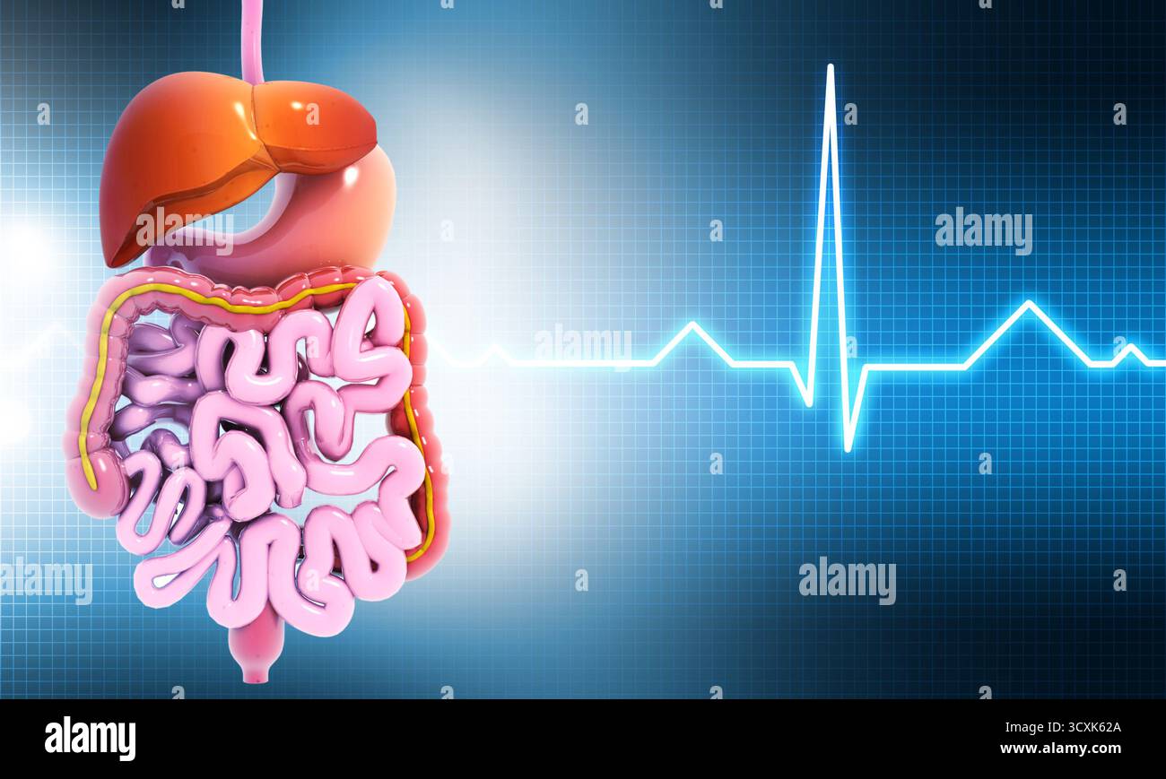 Sistema digestivo umano su sfondo medico. illustrazione 3d. Foto Stock