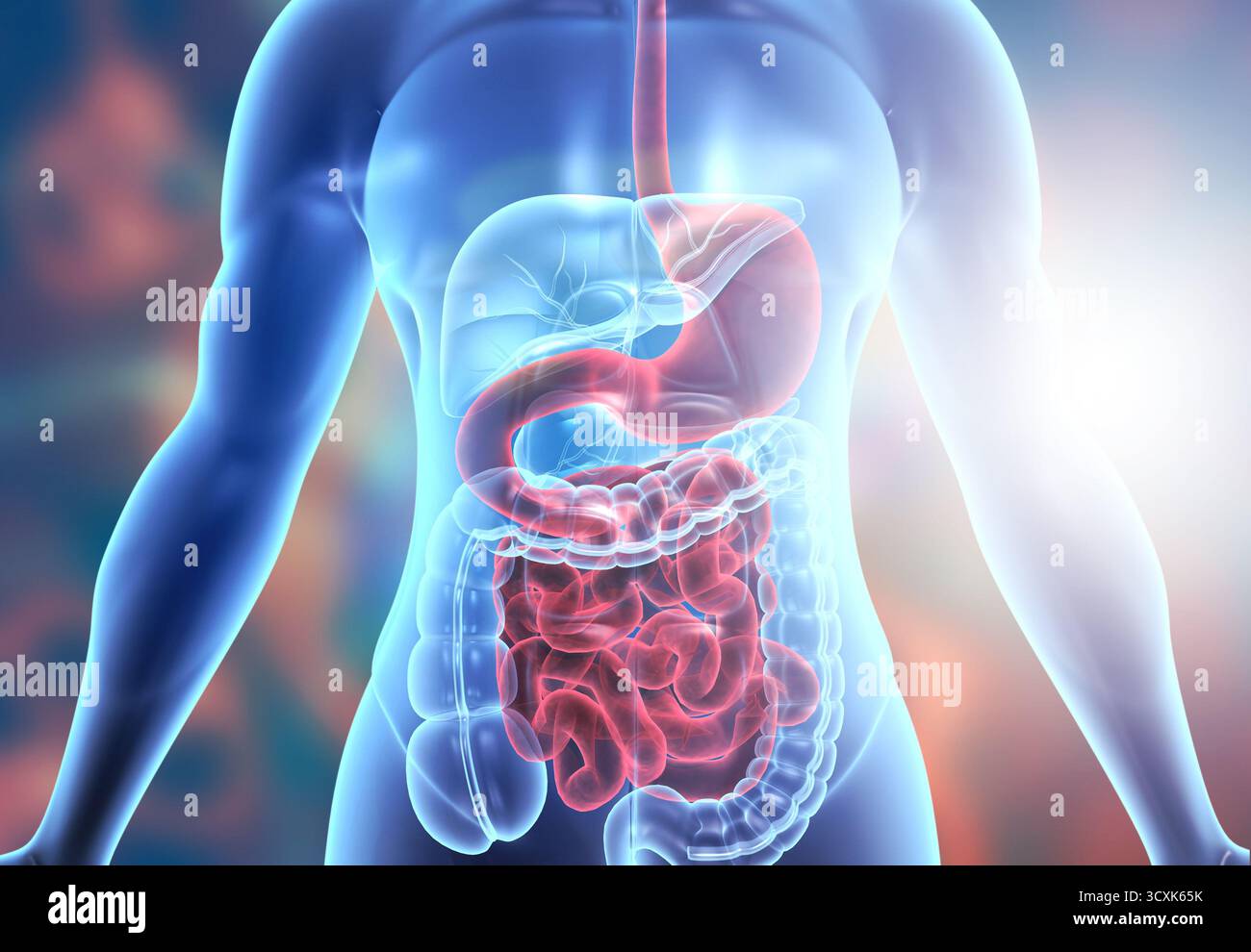 Anatomia del sistema digerente del corpo umano. illustrazione 3d. Foto Stock
