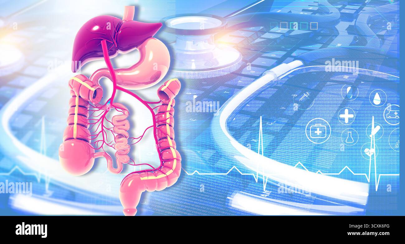 Sistema digestivo umano su sfondo medico. illustrazione 3d. Foto Stock