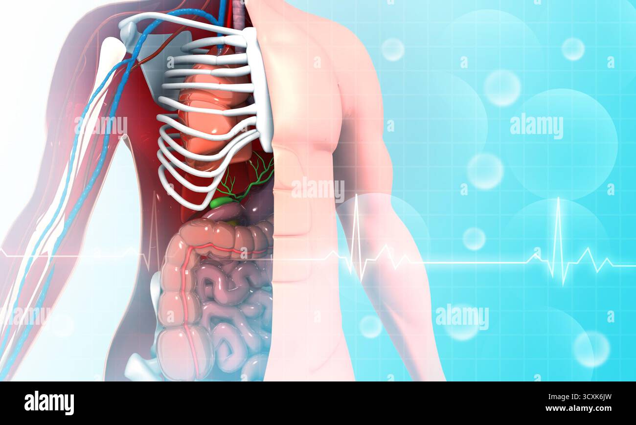 Anatomia del corpo umano su basi scientifiche. illustrazione 3d. Foto Stock