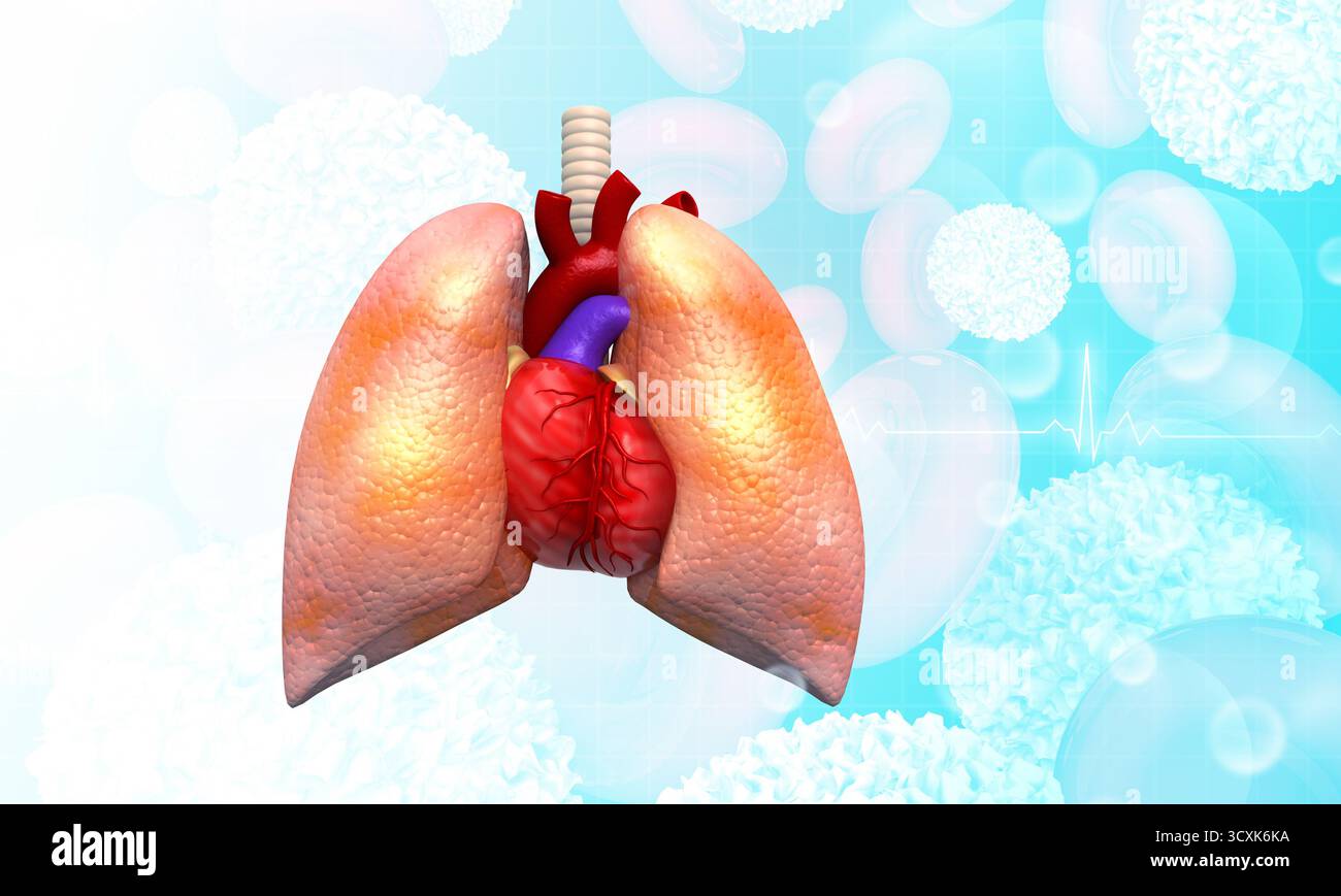 Polmoni umani e anatomia del cuore su sfondo scientifico. illustrazione 3d. Foto Stock
