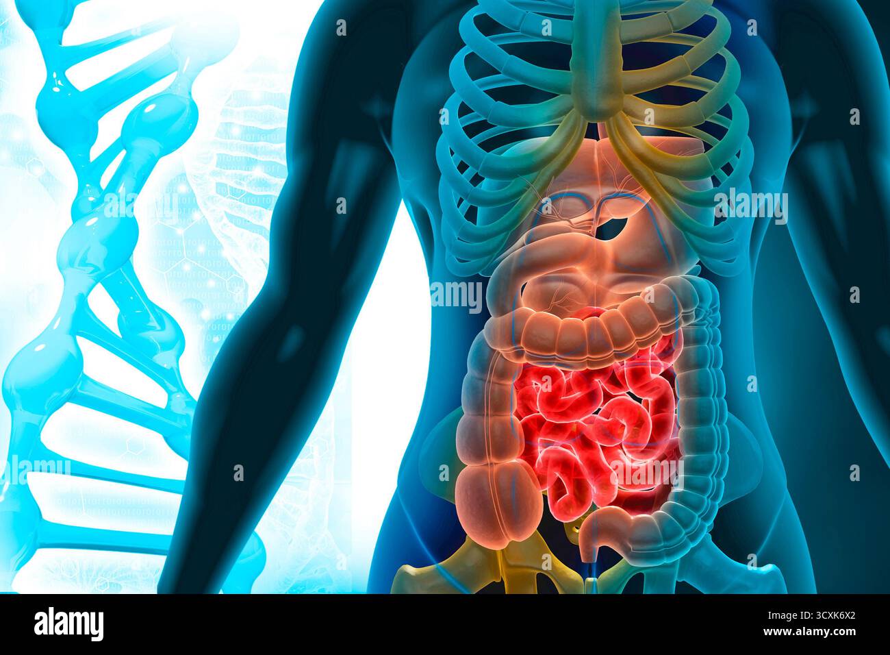 Anatomia del corpo umano su basi scientifiche. illustrazione 3d. Foto Stock