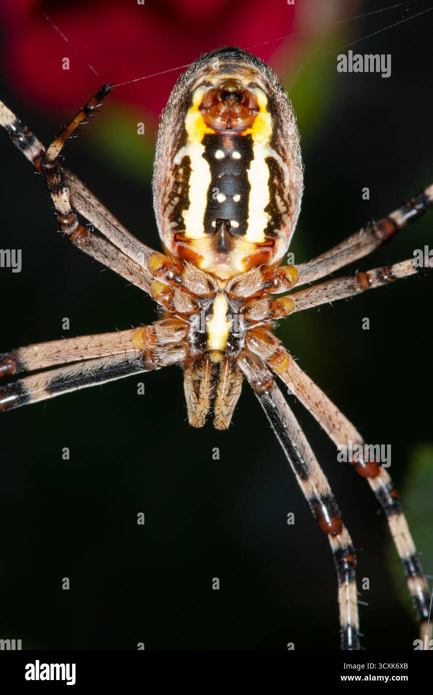 La parte inferiore della specie Argiope, nota come ragno delle vespe. Motivi gialli e neri sull'addome. Macro ritratto della fauna selvatica. Foto Stock