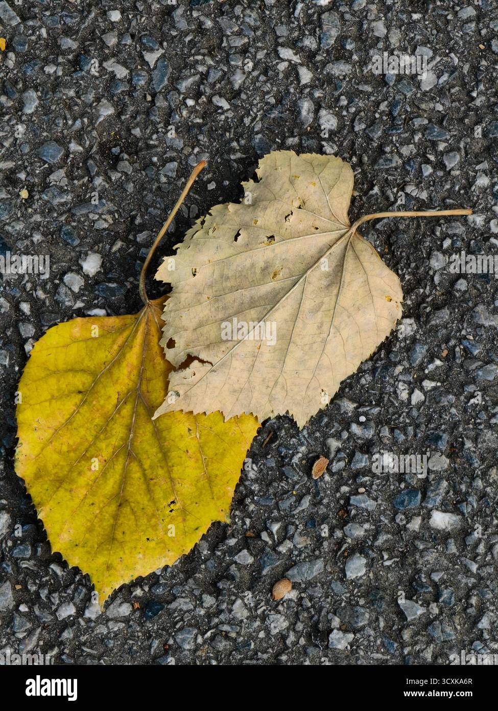 Insieme in autunno - due foglie e tempo Foto Stock