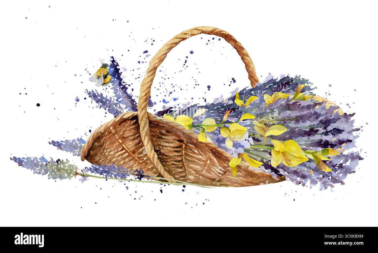 Cestino ovale in vimini con lavanda, scopa spartita, bumblebee, gambi monofiore. Illustrazione isolata disegnata a mano in acquerello Foto Stock