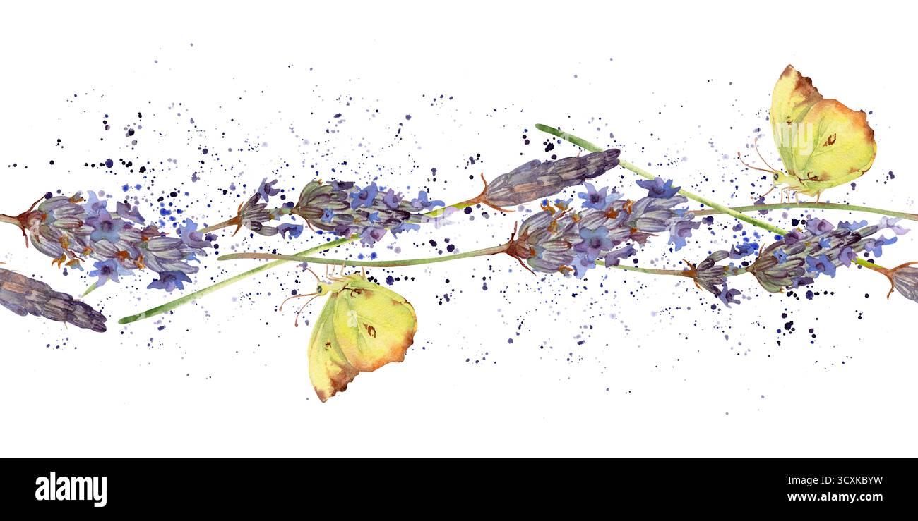 Fiori di lavandula di lavanda con farfalla volante, spruzzi di vernice. Immagine del banner isolata senza cuciture disegnata a mano in acquerello. Cottage Foto Stock
