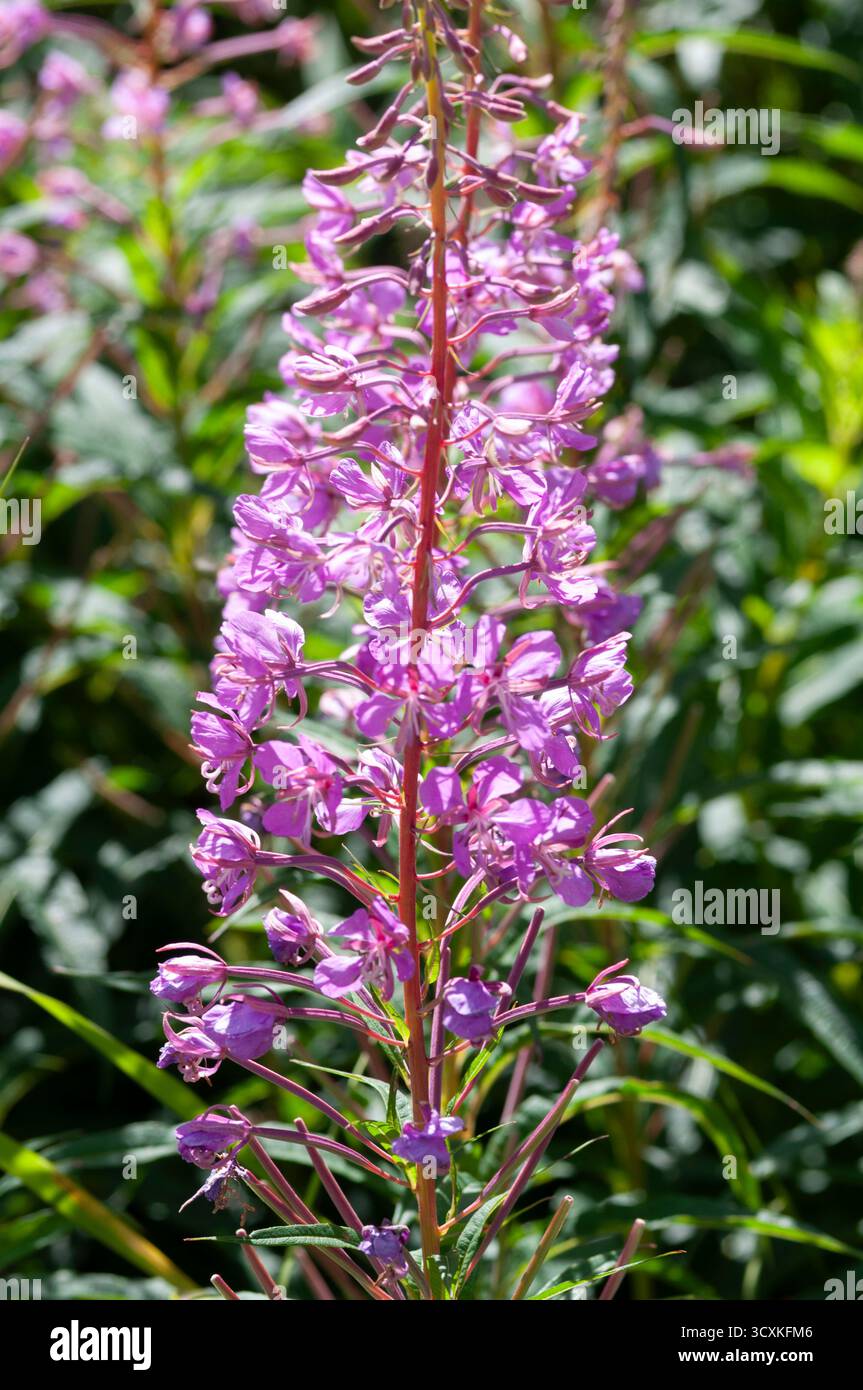 Rosebay Willowhile, Epilobium Angustifolium Foto Stock