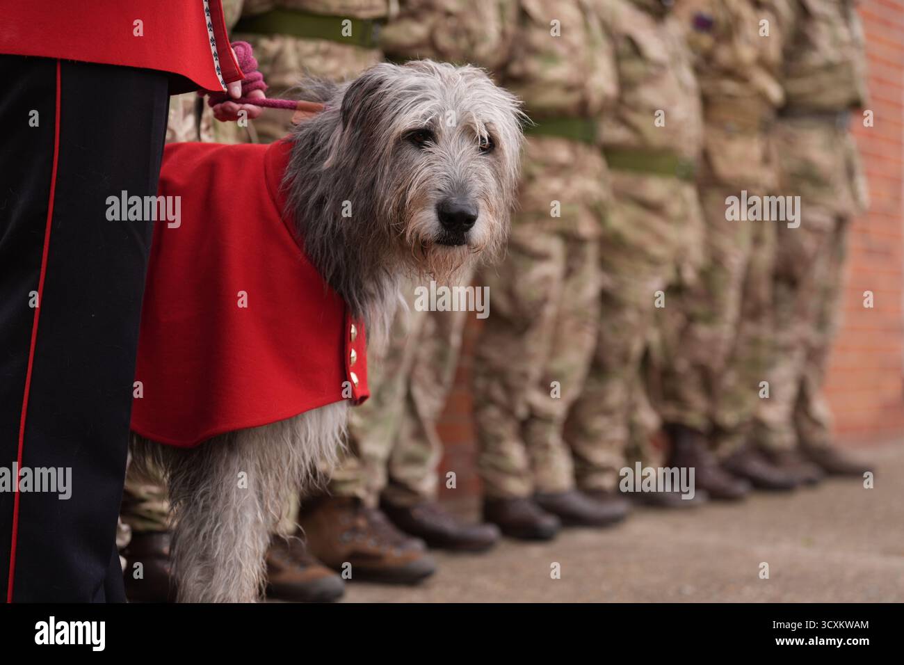 Seamus, una mascotte delle guardie irlandesi, si trova durante una parata di addio per i soldati ucraini in un campo di addestramento dell'esercito britannico nell'Inghilterra orientale, dove sono stati addestrati al combattimento con le guardie irlandesi nell'ambito dell'operazione Interflex guidata dal Regno Unito. Data foto: Mercoledì 15 ottobre 2025. Foto Stock