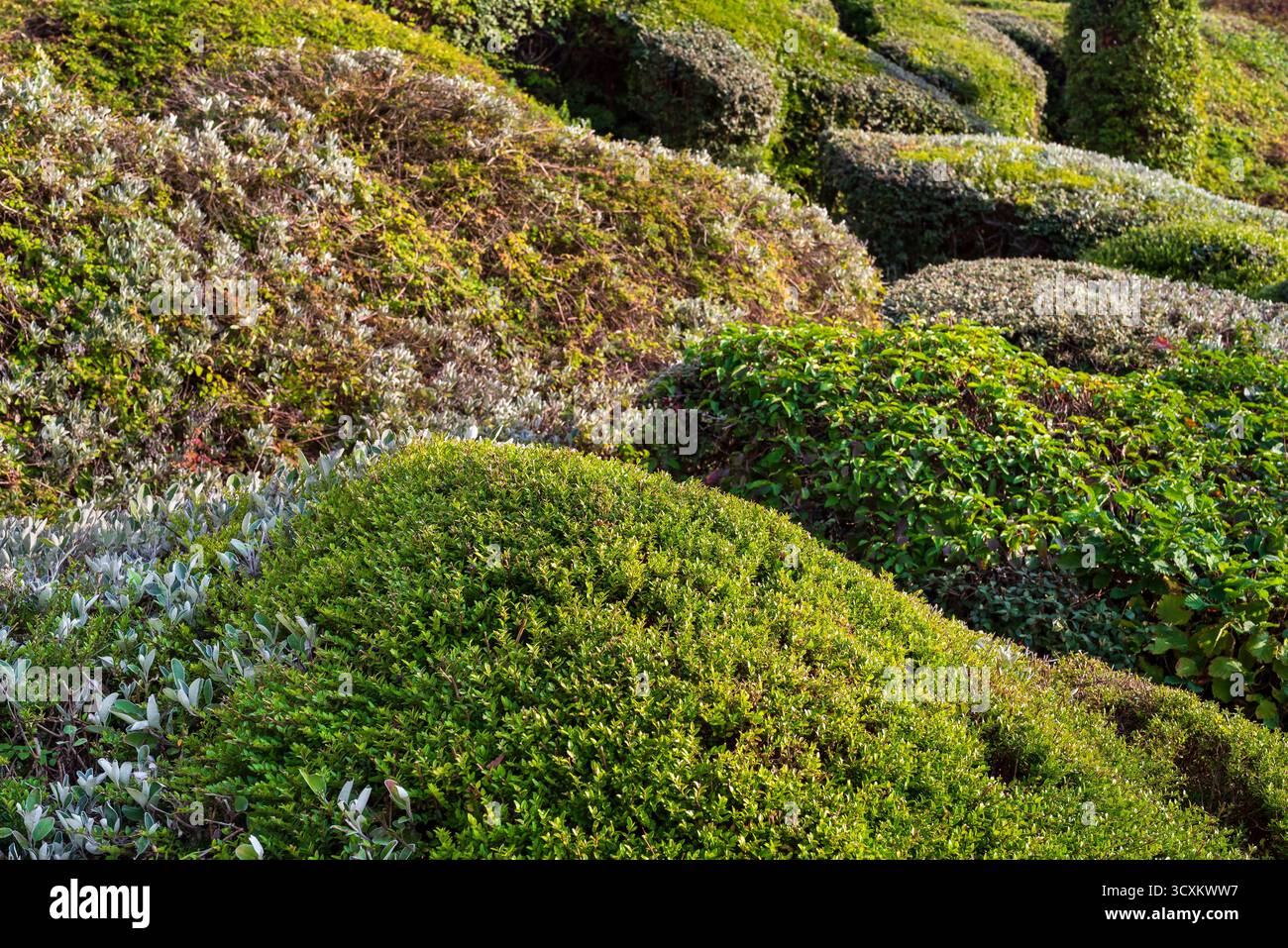 Topiary a Heeley Retail Park, Sheffield Foto Stock