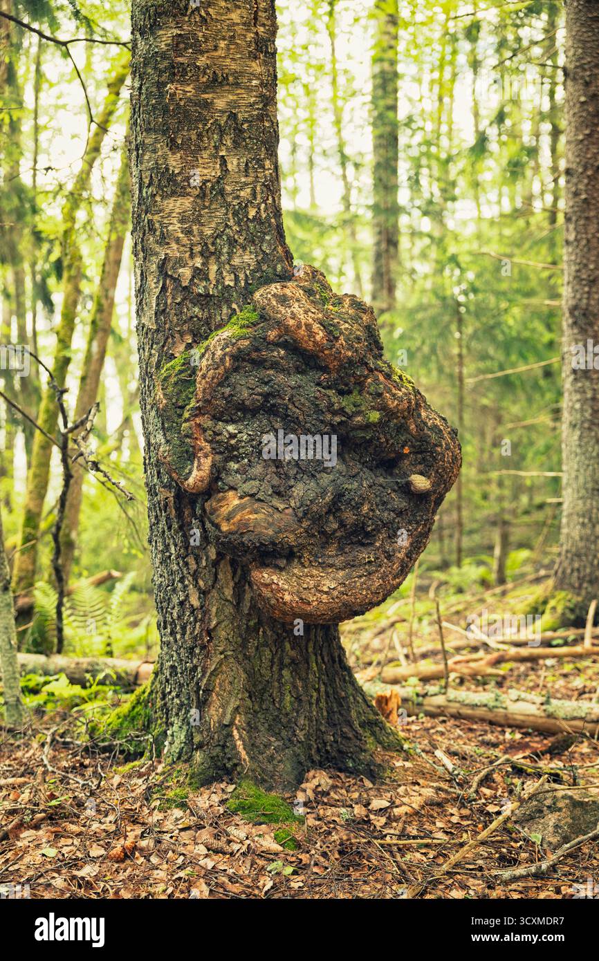 Una crescita grande, scura e irregolare, potenzialmente un fungo Chaga (Inonotus obliquus) o un burrone di alberi, sul tronco di un albero di betulla in un finno muschiato e verdeggiante Foto Stock