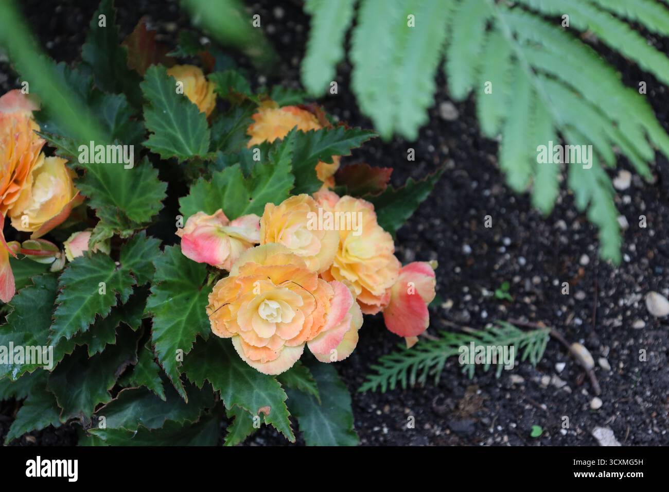 gruppo di fiori bianchi, gialli, arancioni e rosa sopra foglie di verde scuro lucido (macro, primo piano) Foto Stock