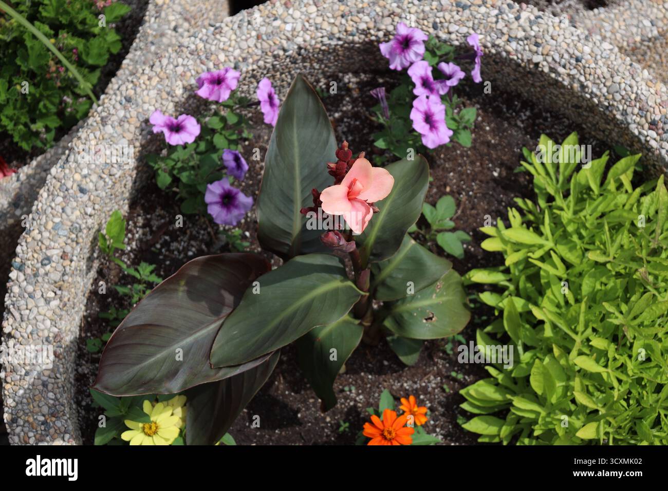 fiori di arancio di pesca emergenti sopra la foglia verde con malva, petunie viola in piantatrice rotonda di calcestruzzo (vista dall'alto) Foto Stock