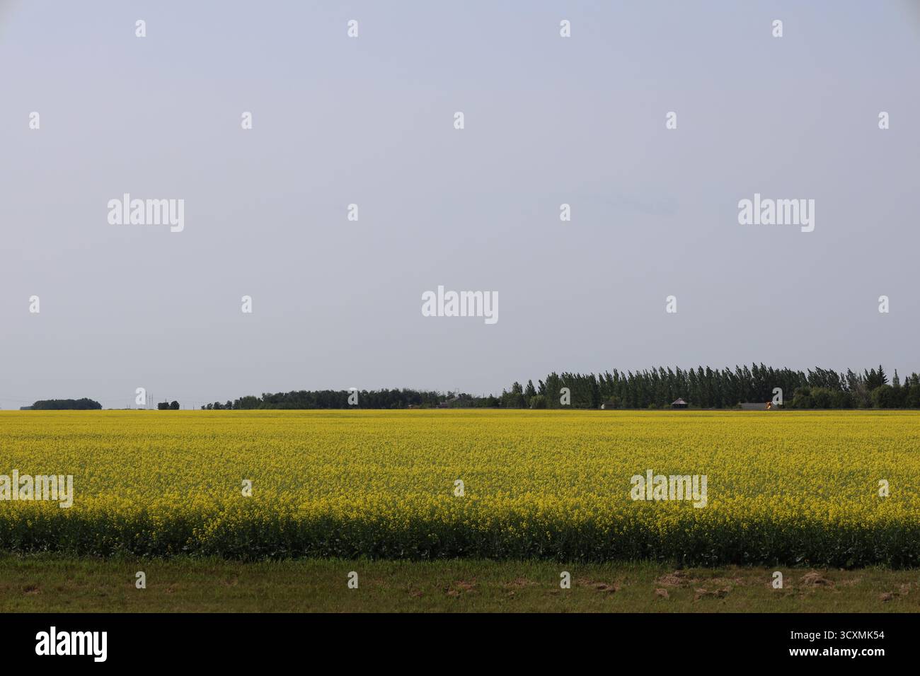 campo coltivato di grano di prateria con fiori gialli luminosi, fattoria lontana e foresta boreale (grandangolo, panorama, paesaggio) Foto Stock