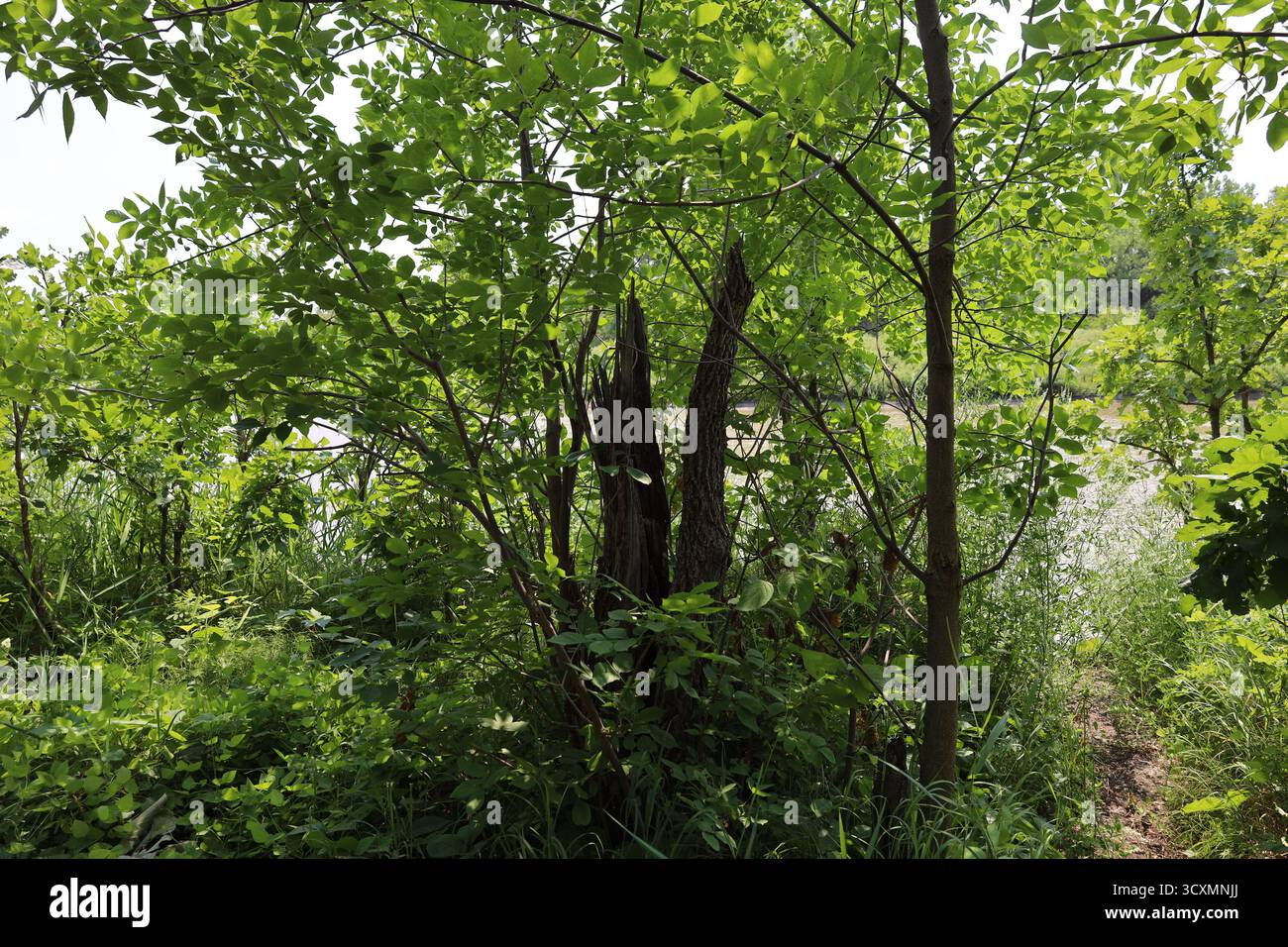 ampio e lontano fiume bruno visto attraverso una fitta foresta boreale verde lungo la riva del fiume (in estate, soleggiato) Foto Stock