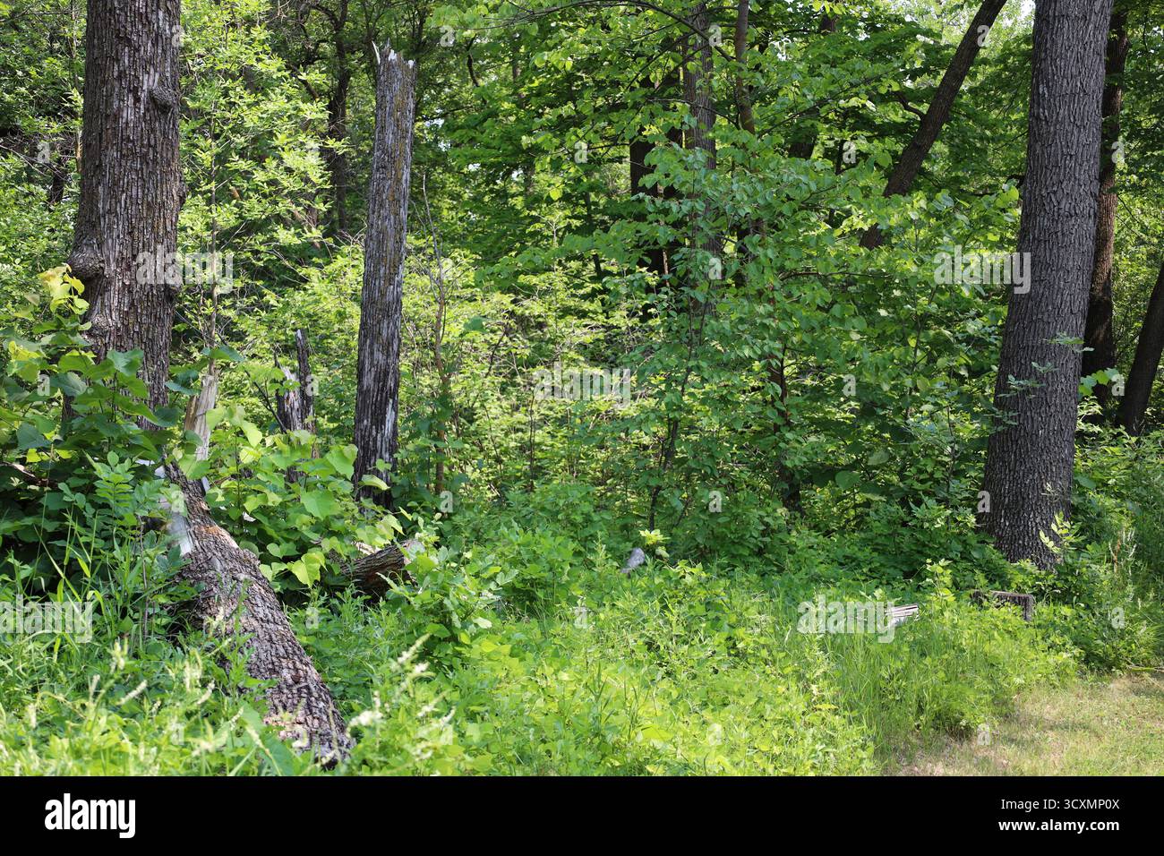 foresta boreale verde e densa sotto il sole intenso (primo piano, estate, soleggiata) Foto Stock