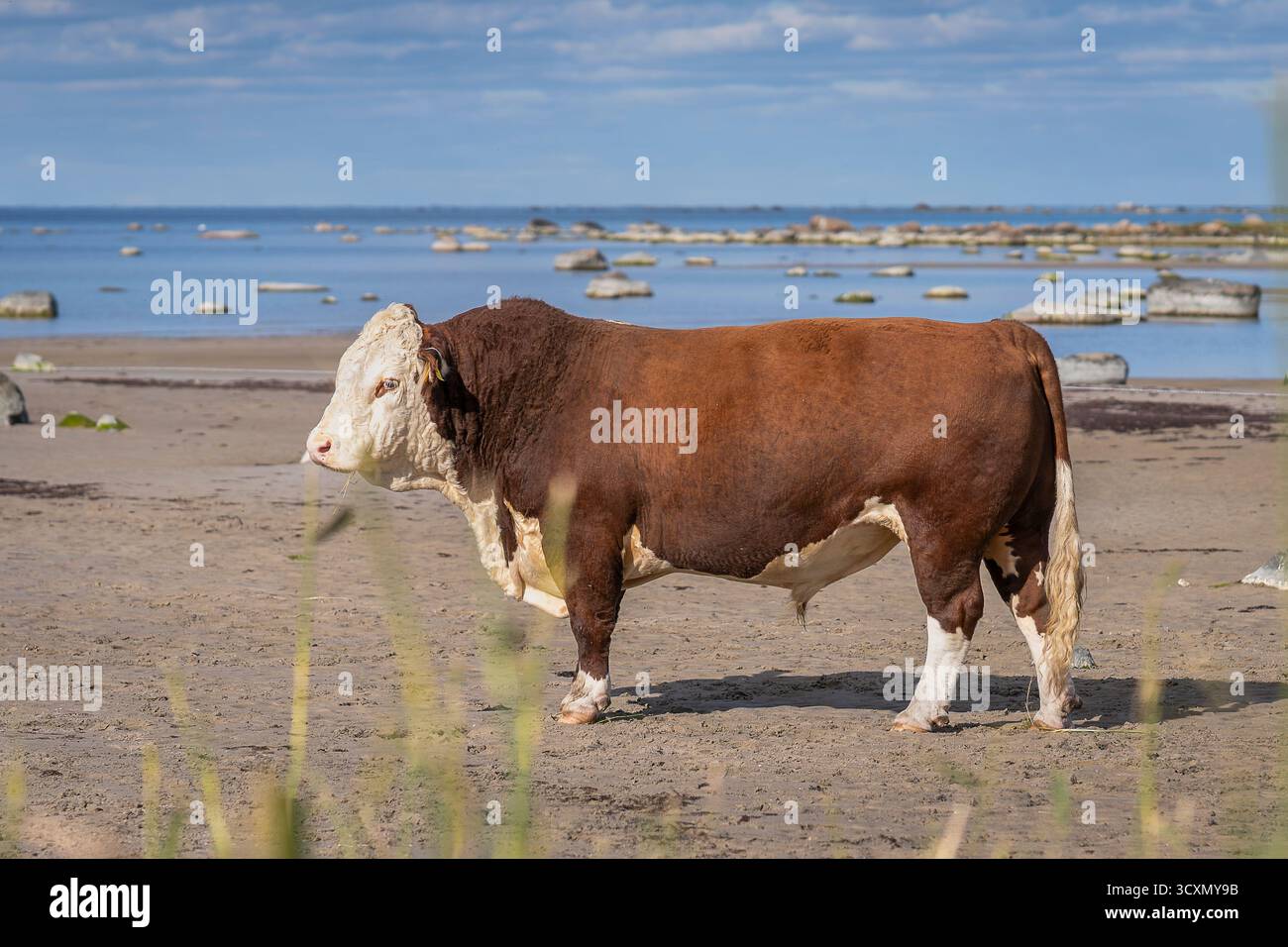 Toro di Hereford in una zona costiera sabbiosa. Il toro di Hereford pascolava su una spiaggia sabbiosa in riva al mare: Il pascolo costiero aiuta a preservare il paesaggio aperto e i biodi Foto Stock