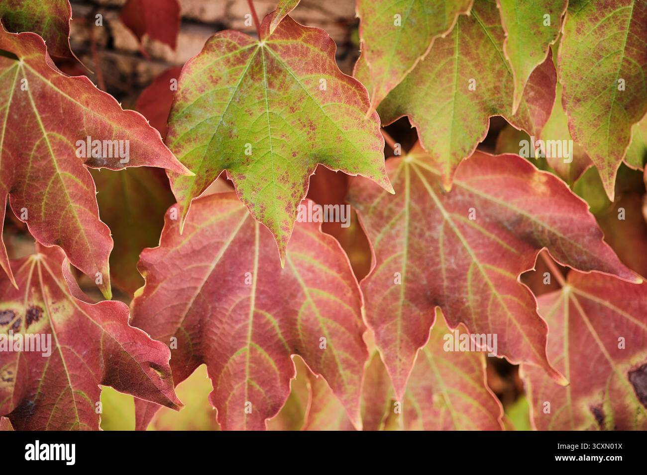 Primo piano delle foglie d'edera autunnali nelle tonalità del rosso e del verde, sfondo fogliame naturale. Foto Stock