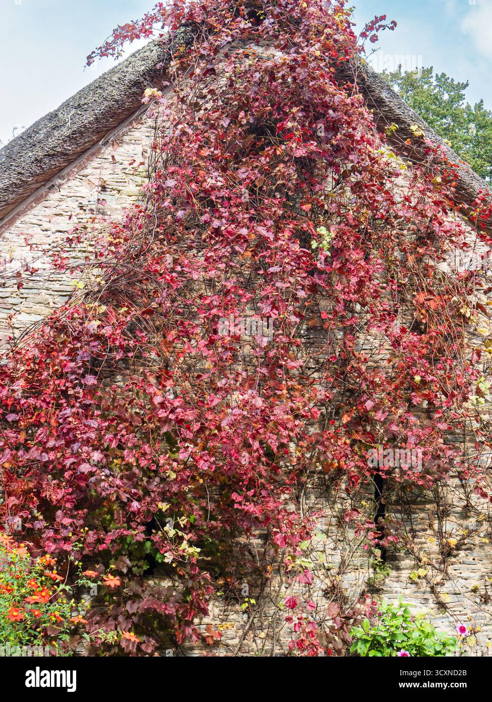 Fogliame autunnale rosso dell'arrampicatore deciduo, Vitis vinifera "Spetchley Red" Foto Stock