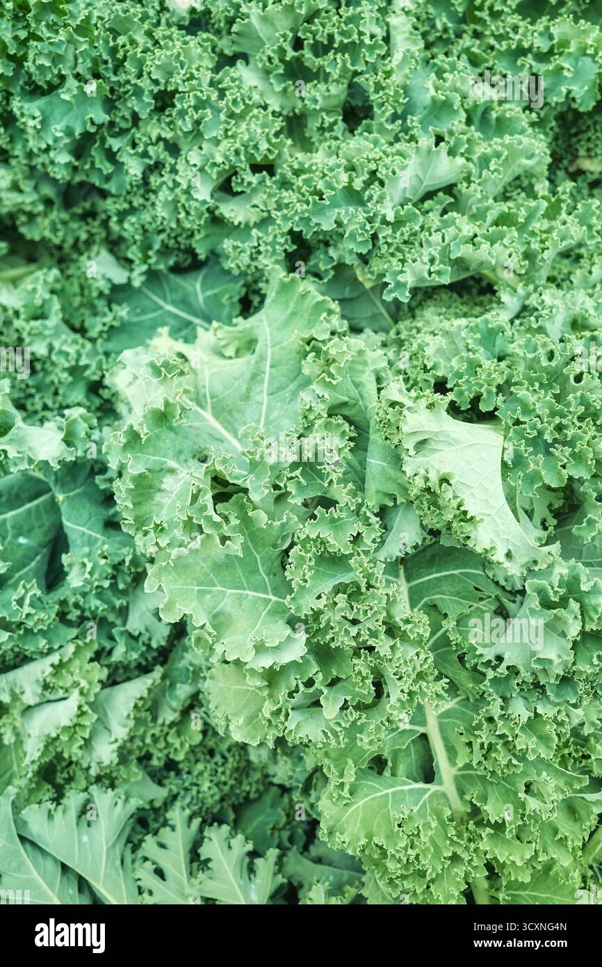 Foto ravvicinata di kale organico appena tagliato e lavato, messa a fuoco selettiva, carta da parati naturale. Foto Stock