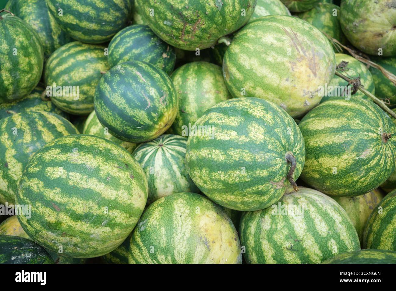 Angurie biologiche appena raccolte, focalizzazione selettiva. Foto Stock