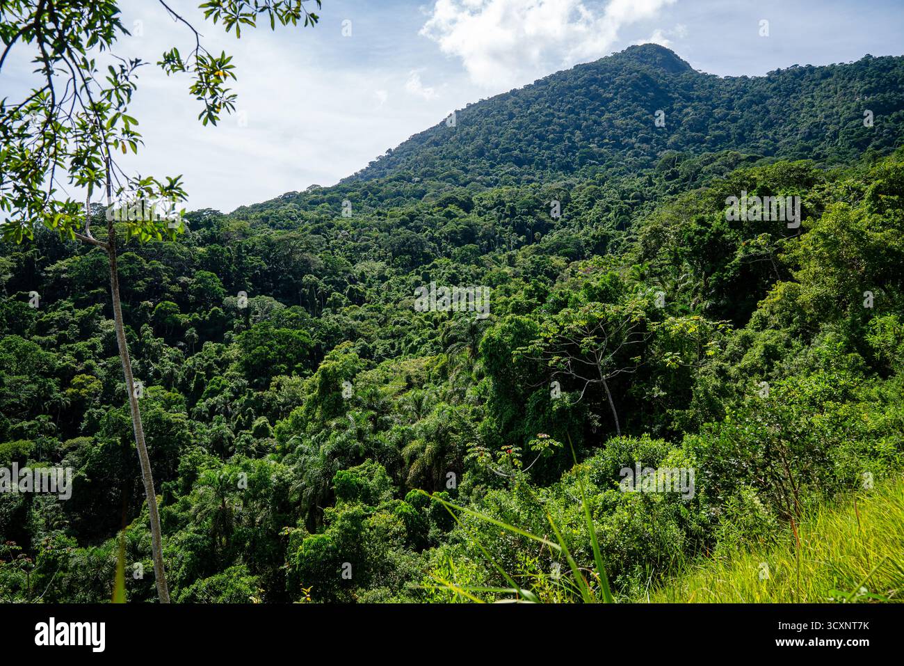 Una lussureggiante montagna verde ricoperta da fitti alberi e vegetazione tropicale sorge sotto un cielo parzialmente nuvoloso, catturando la bellezza del paesaggio naturale. Foto Stock