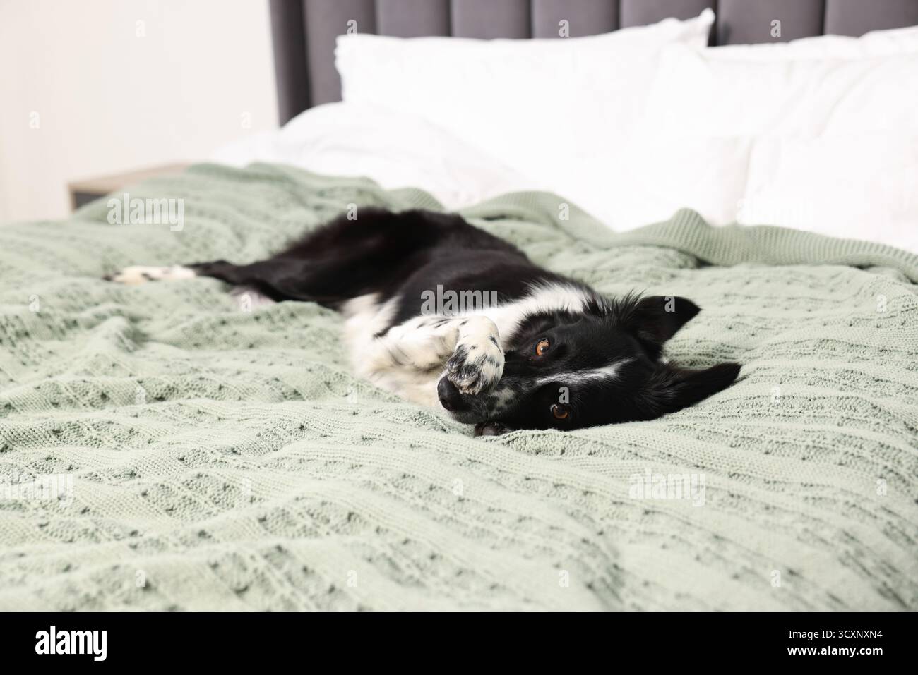Hotel in cui sono ammessi gli animali domestici. Bel cane a letto al chiuso Foto Stock